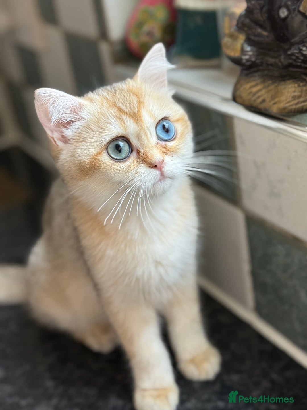 British Shorthair cats for sale: GCCF reg BSH Last Black Golden Odd Eyes Female in London - Image 32