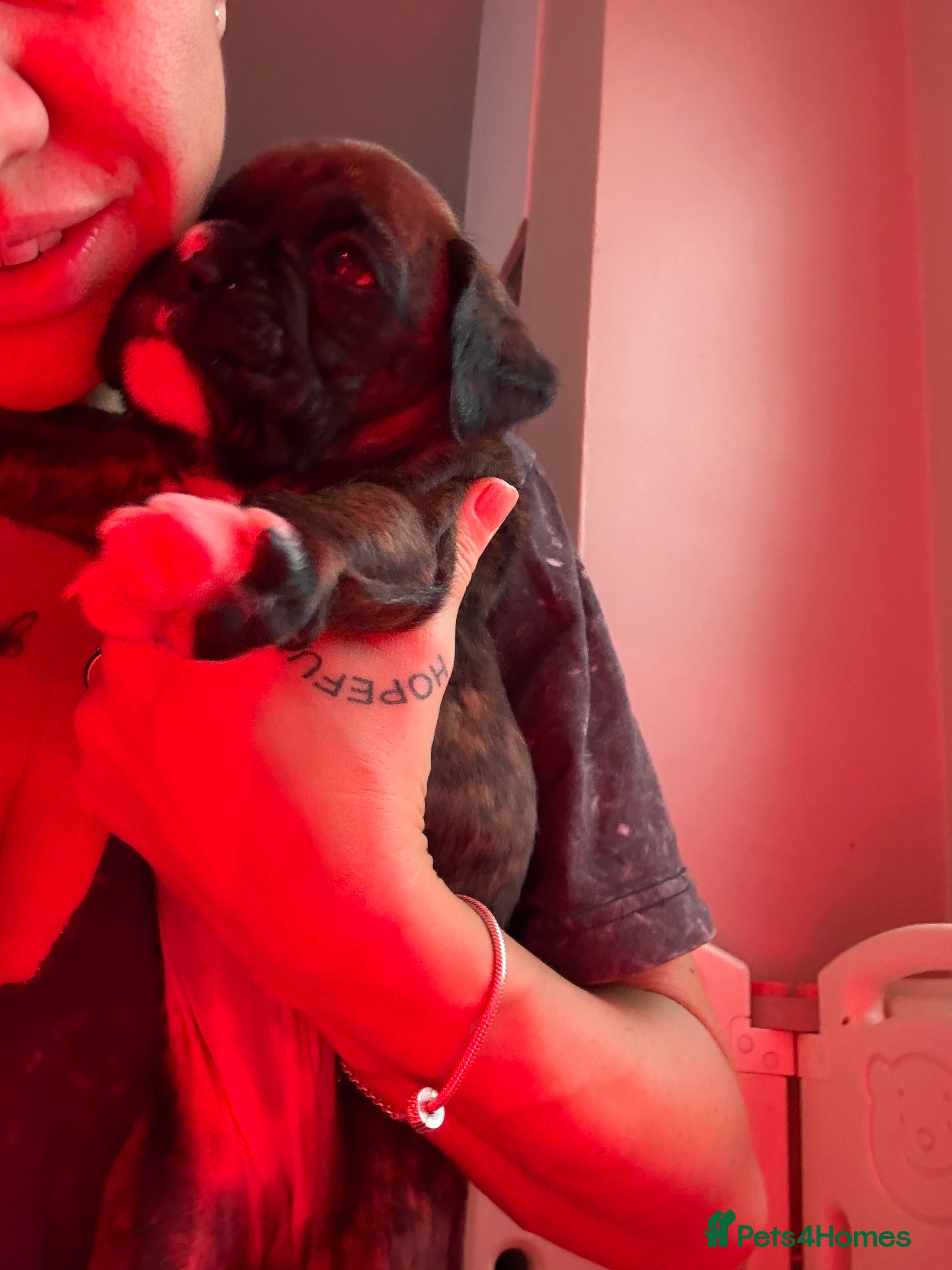 Boxer dogs KC registered boxer puppies3 girls left and 1 boy  - Advert 3