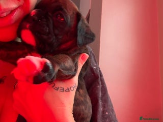 Boxer dogs KC registered boxer puppies3 girls left and 1 boy - Advert 3