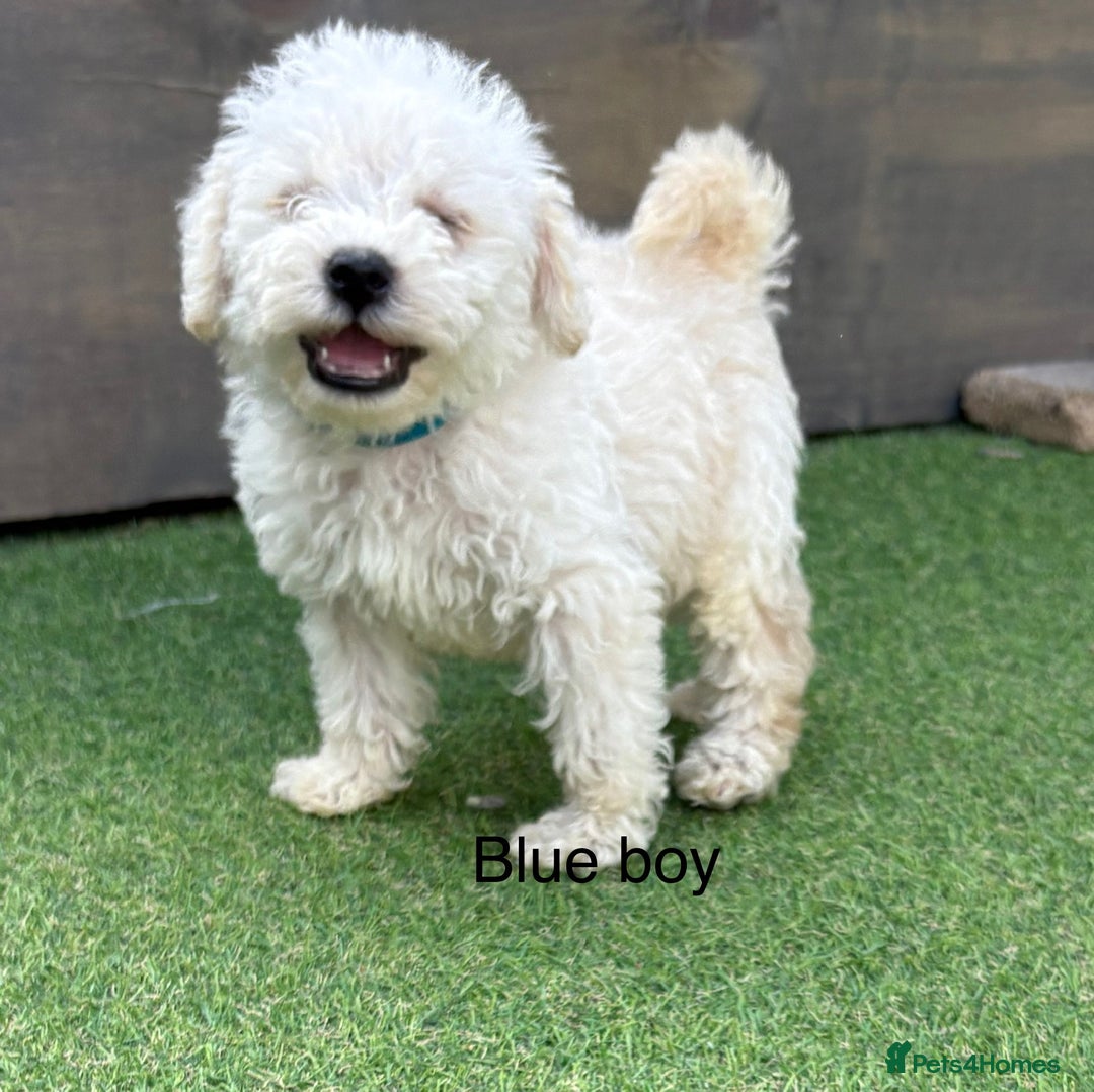 Cockapoo dogs for sale: F1B cockapoo (ready to go)  - Image 8