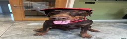 Dobermann dogs for stud: Champion bloodline Doberman for stud  - Advert 19