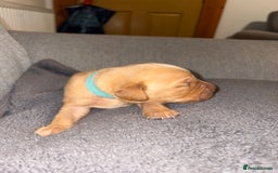 Labrador Retriever dogs for sale: Labrador Retriever Pups - Image 18
