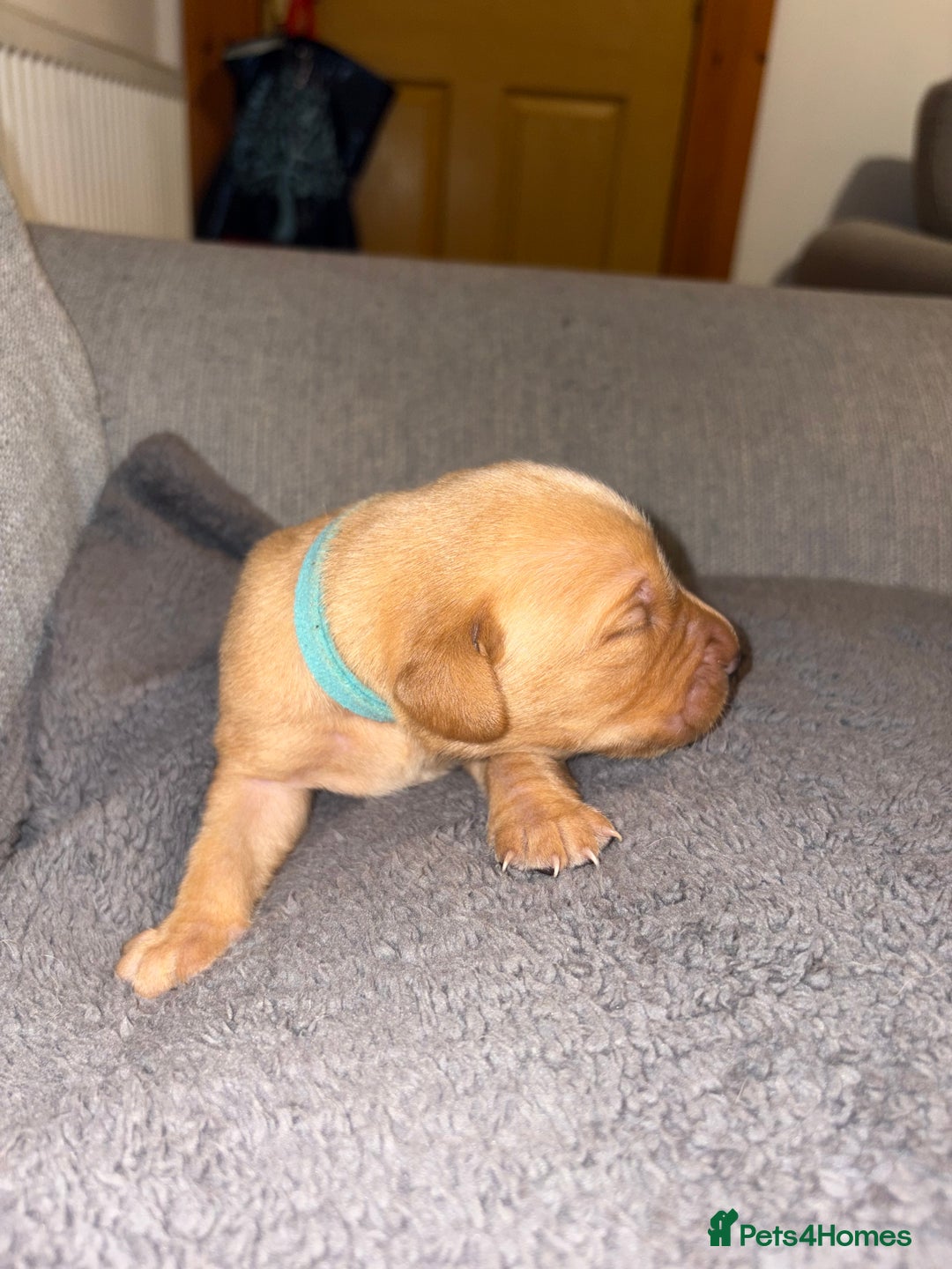Labrador Retriever dogs for sale: Labrador Retriever Pups - Image 18
