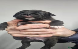 Mixed Breed dogs for sale: Mix Staffy puppies  - Image 21