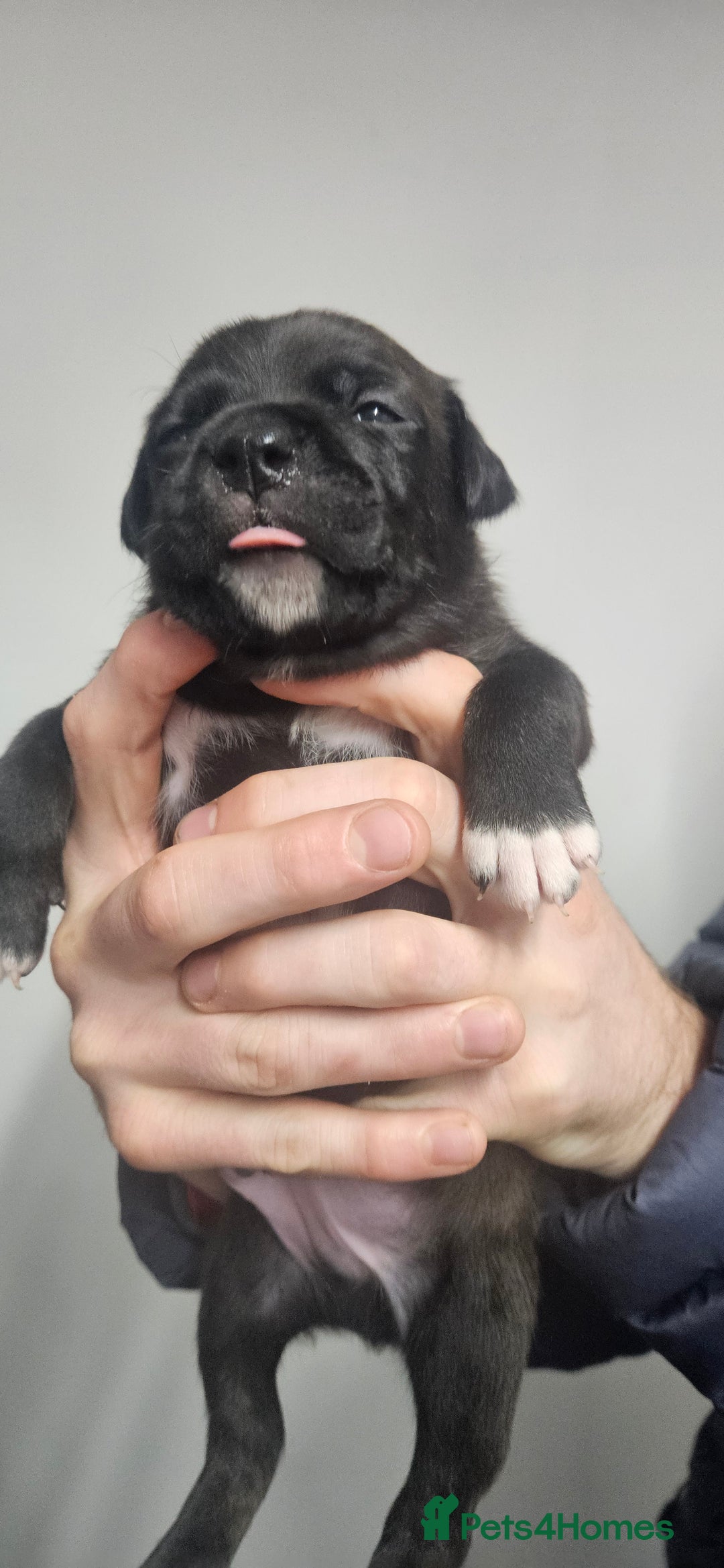 Mixed Breed dogs for sale: Mix Staffy puppies  - Image 21