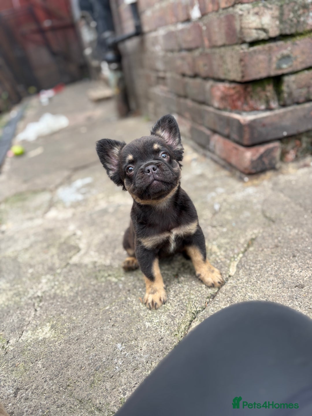 French Bulldog dogs for sale: Beautiful French bulldog girls (ready now) - Image 15
