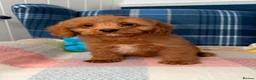 Cavapoo dogs for sale: Stunning Red Cavapoo Puppies Ready Now - Advert 1