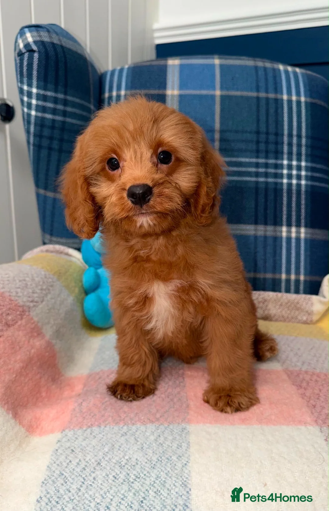 Cavapoo dogs for sale: Stunning Red Cavapoo Puppies Ready Now - Advert 1