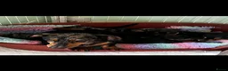 Miniature Dachshund dogs for sale: Home Reared Miniature Dachsund Puppies - Advert 3