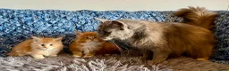 Maine Coon cats for sale: 2 Adorable Maine Coon Kittens TICA reg.  - Advert 2