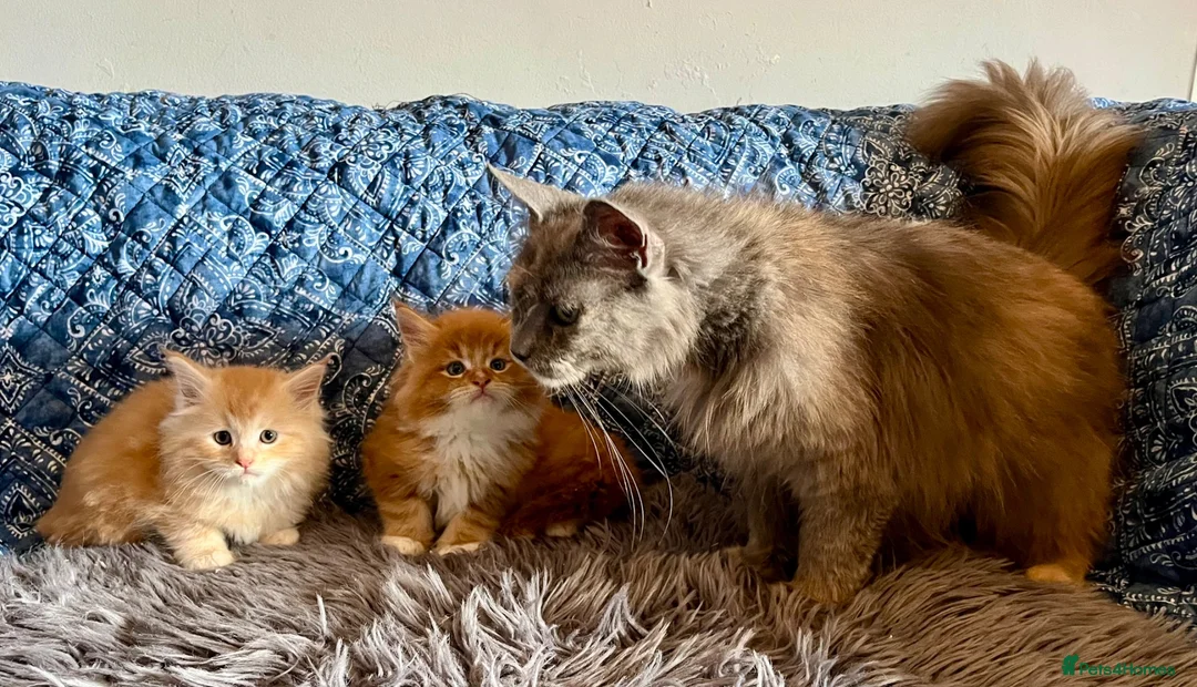 Maine Coon cats for sale: 2 Adorable Maine Coon Kittens TICA reg.  - Advert 2