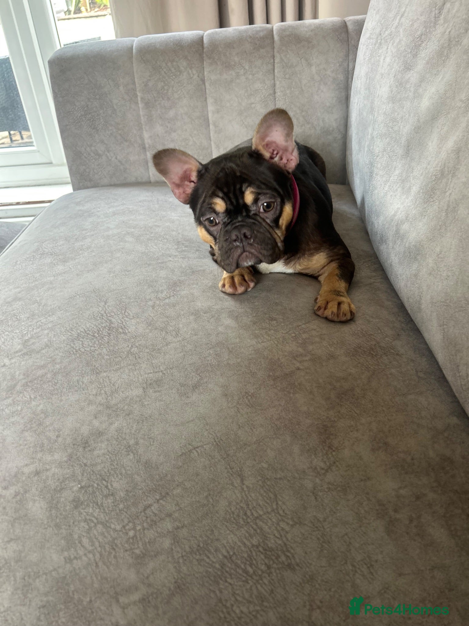 French Bulldog dogs MAEVE - Advert 1