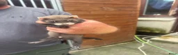 Ferret rodents for sale: Soild black crossed with pole cat breed  - Advert 5