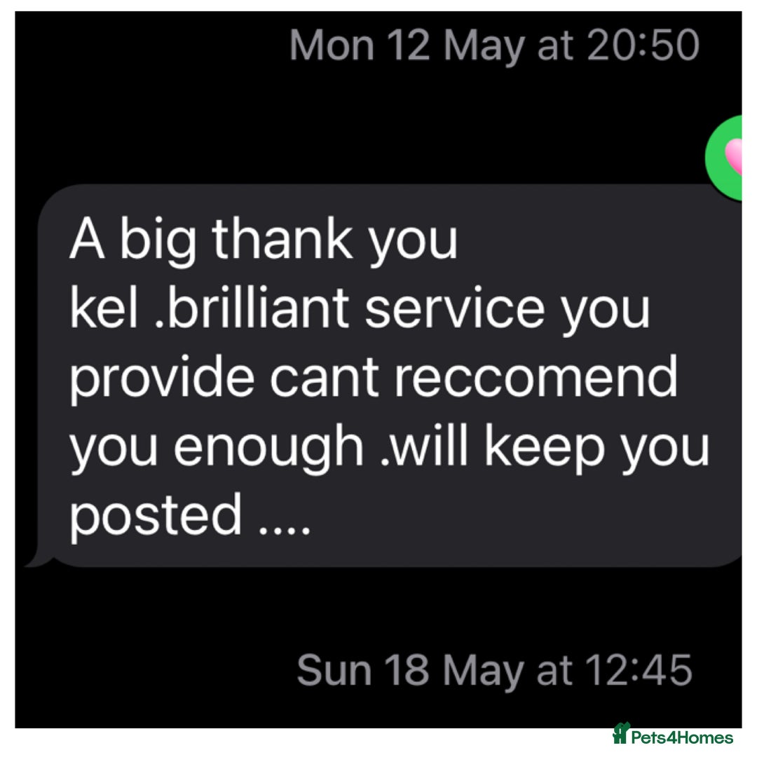 Toy Poodle dogs for stud: Kc Health tested fox red Toy poodle for stud - Advert 24