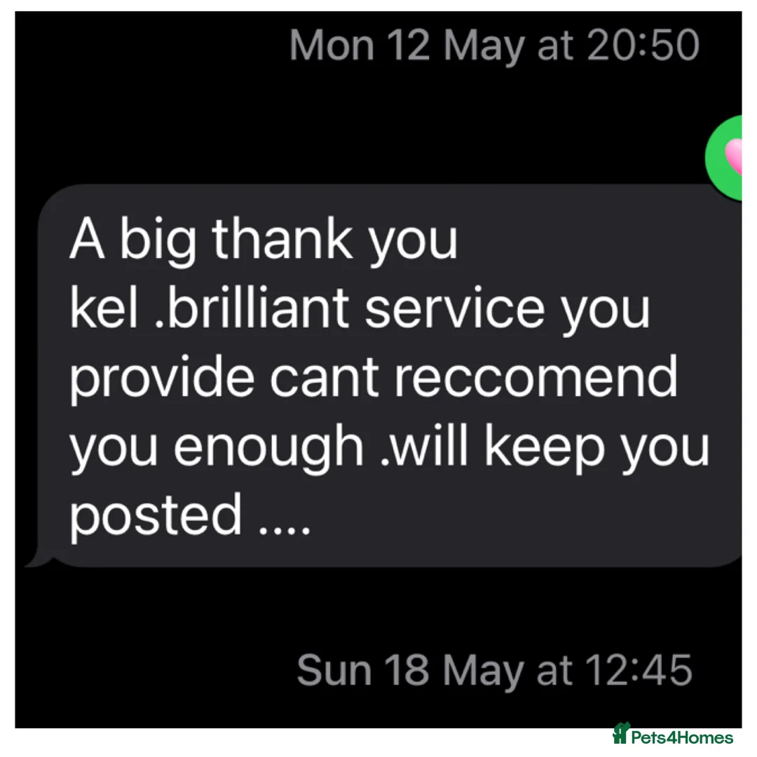 Toy Poodle dogs for stud: Kc Health tested fox red Toy poodle for stud - Advert 24