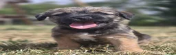 Border Terrier dogs for sale: Two Beautiful Border Terrier Puppies - Advert 5