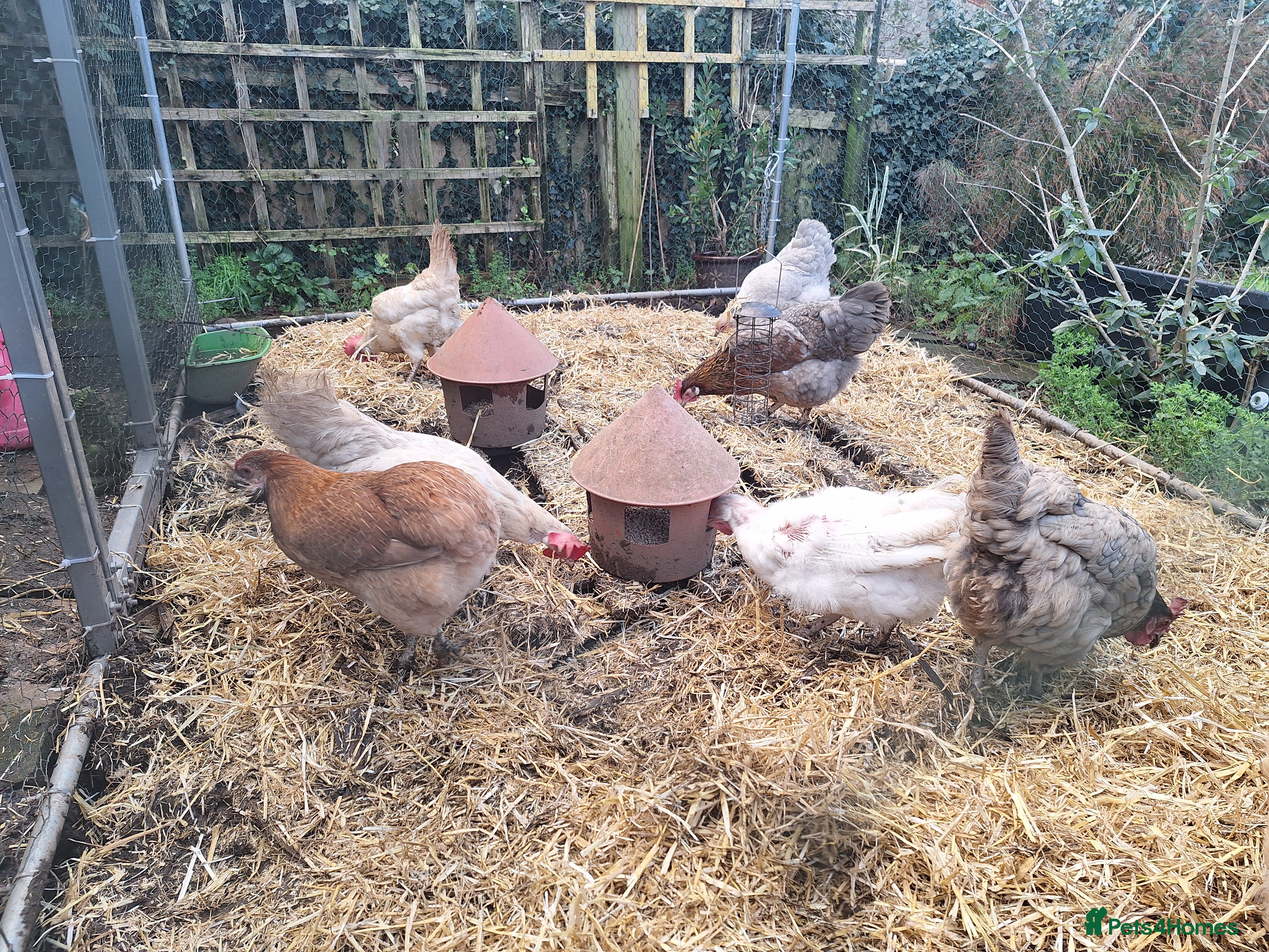 Hens poultry Small Flock of Hens - Advert 4