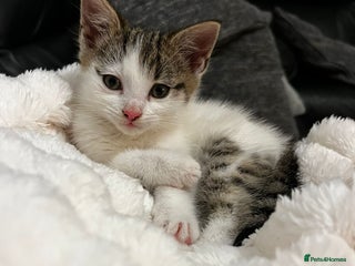 Mixed Breed cats for sale: Beautiful female kitten for sale - Advert 1