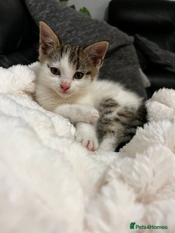 Mixed Breed cats Beautiful female kitten for sale - Advert 1
