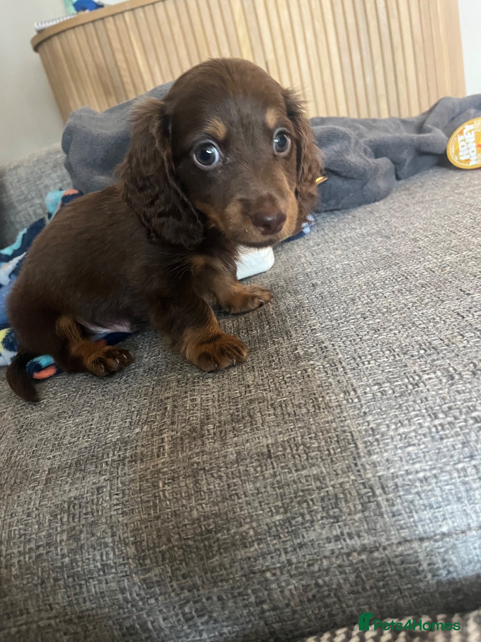 Dachshund dogs Dachshund puppies - Advert 16
