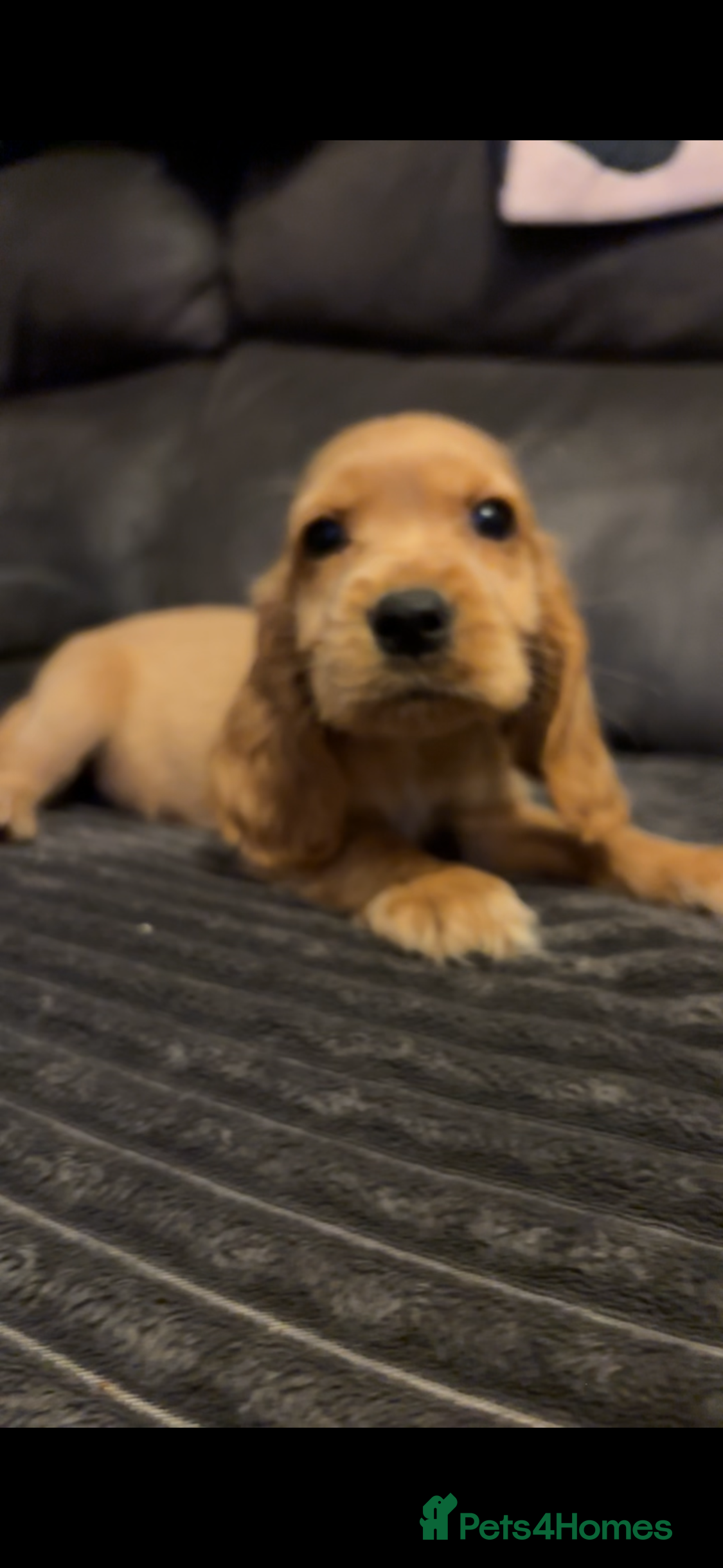 Cocker Spaniel dogs Red cocker spaniel puppies  - Advert 2