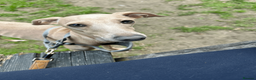 Italian Greyhound dogs for sale: CHILLI  - Advert 1