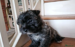 West Highland Terrier dogs for sale: Wairns: Westie/Cairn Pups - Image 13