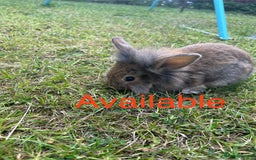 Mixed Breed rabbits for sale: Mix breed rabbit - Image 1
