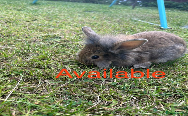 Mixed Breed rabbits - Advert 2
