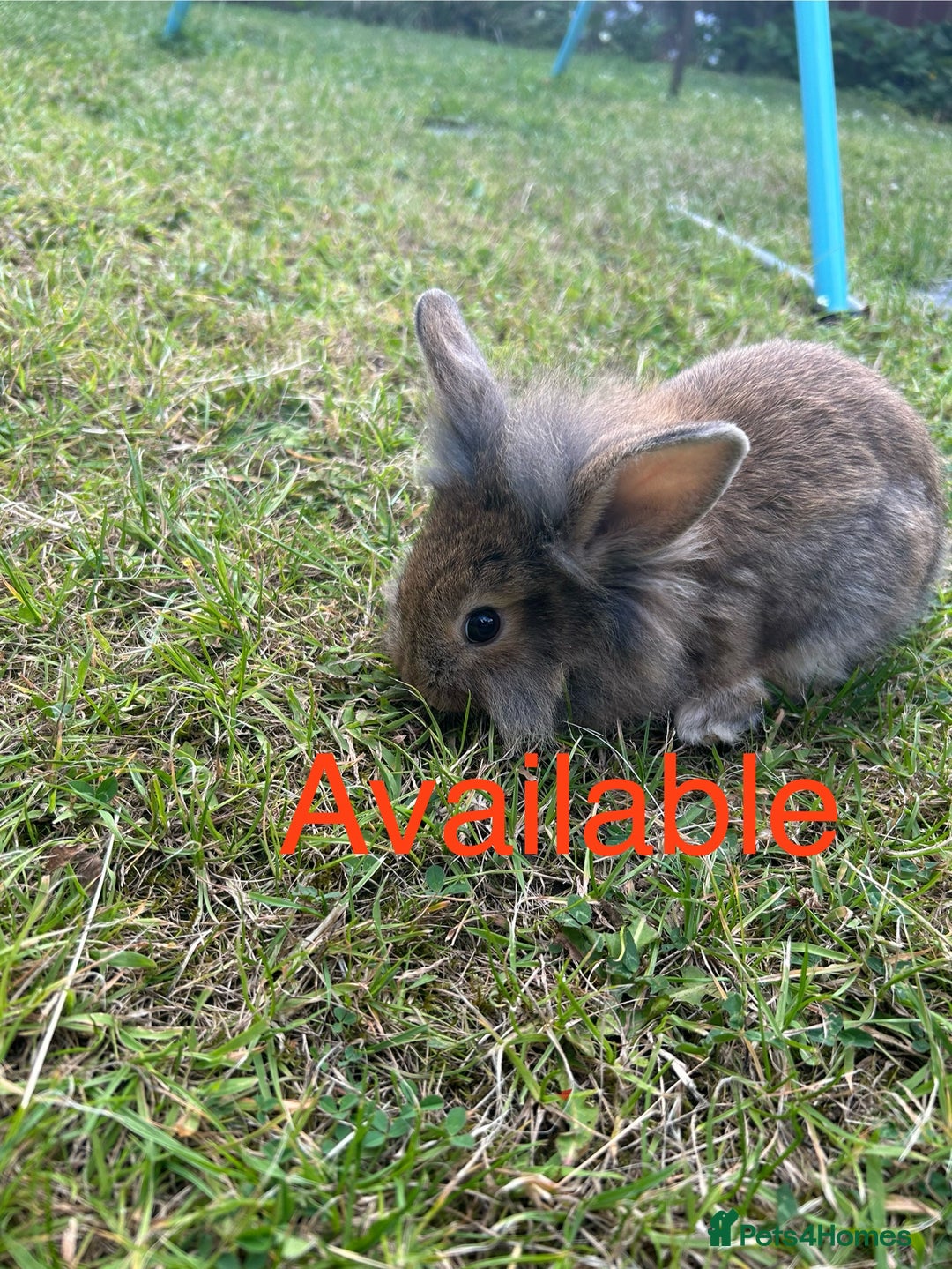 Mixed Breed rabbits for sale: Mix breed rabbit - Image 1