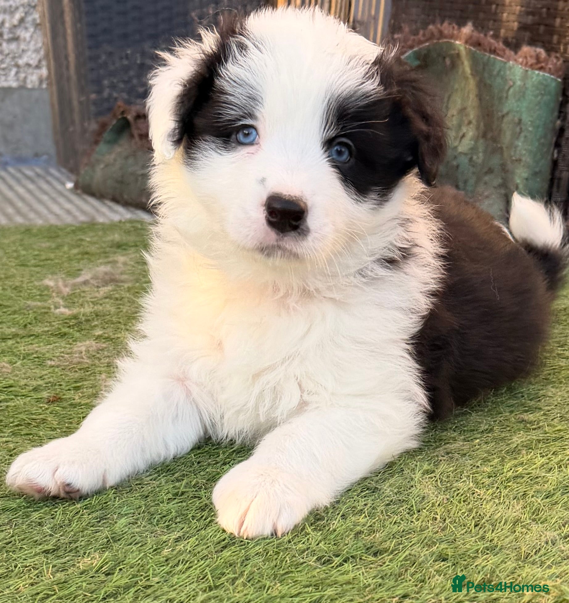 Border Collie dogs 3 puppies left from international champion line - Advert 14