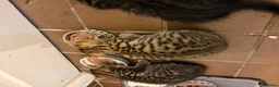 Savannah cats for sale: Savannah kittens  in Taunton - Advert 7