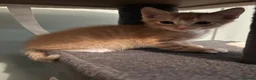 Mixed Breed cats for sale: 3 beautiful kittens  - Advert 31