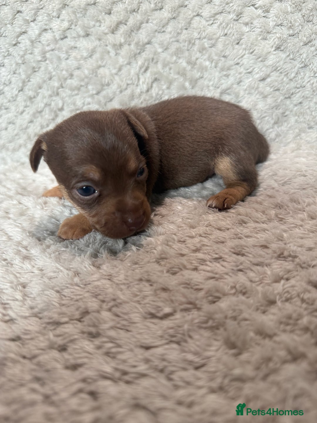 Jack Russell dogs for sale: Stunning litter of miniature Jack Russell puppies - Image 7
