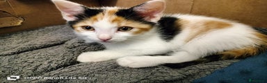 Domestic Shorthair Kitten 4