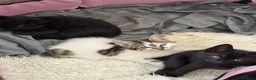 Domestic Shorthair cats for sale: Two female and one male kittens  - Advert 8