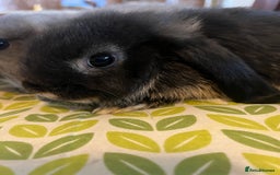 Mini Lop rabbits for sale: Two Mini Lop with Plush Baby Boys - Image 20