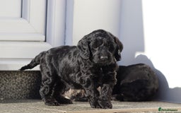 Cockapoo dogs for sale: F1 Cockapoo puppies for sale - Advert 37