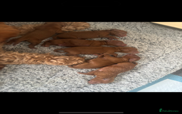 Cockapoo dogs for sale: Beautiful deep red f1b cockapoos  - Image 14