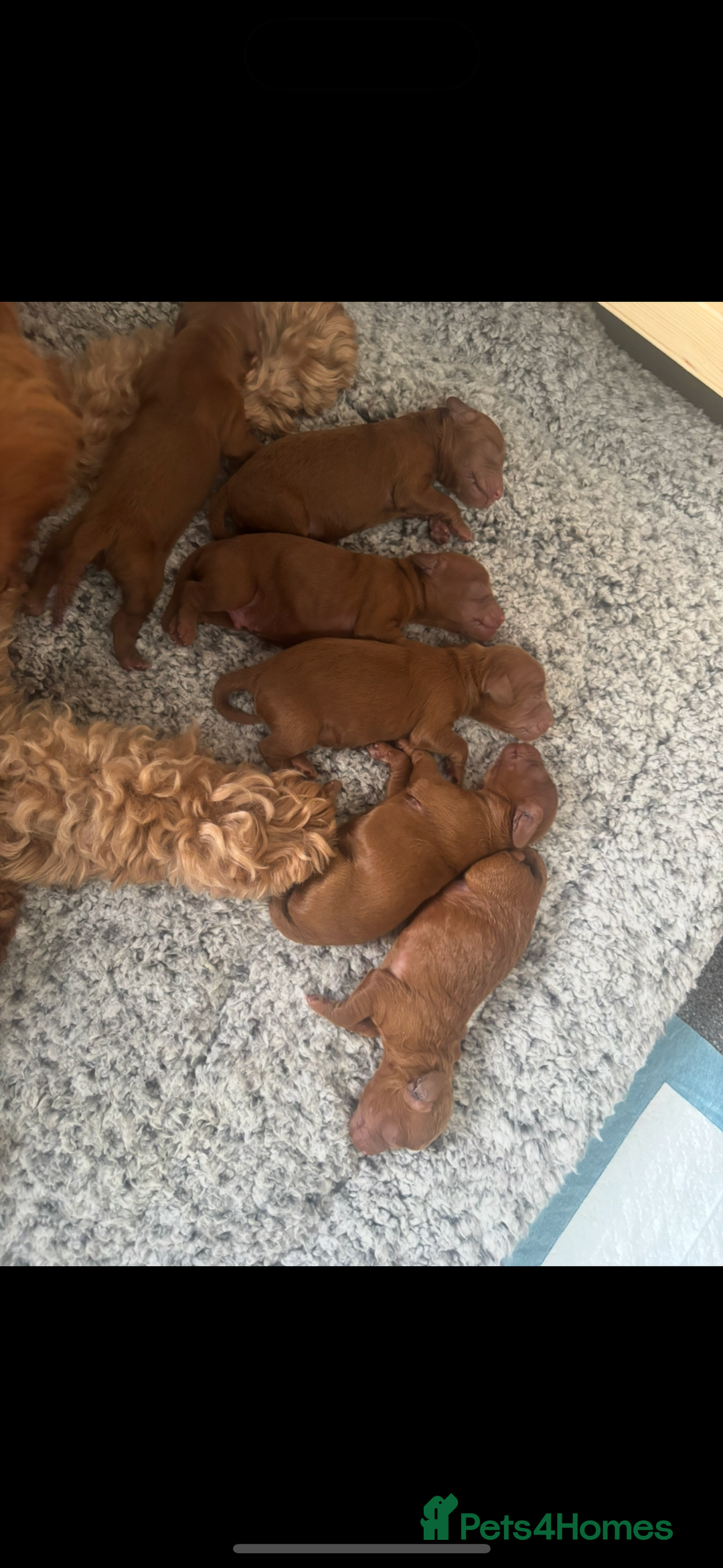 Cockapoo dogs for sale: Beautiful deep red f1b cockapoos  - Image 14