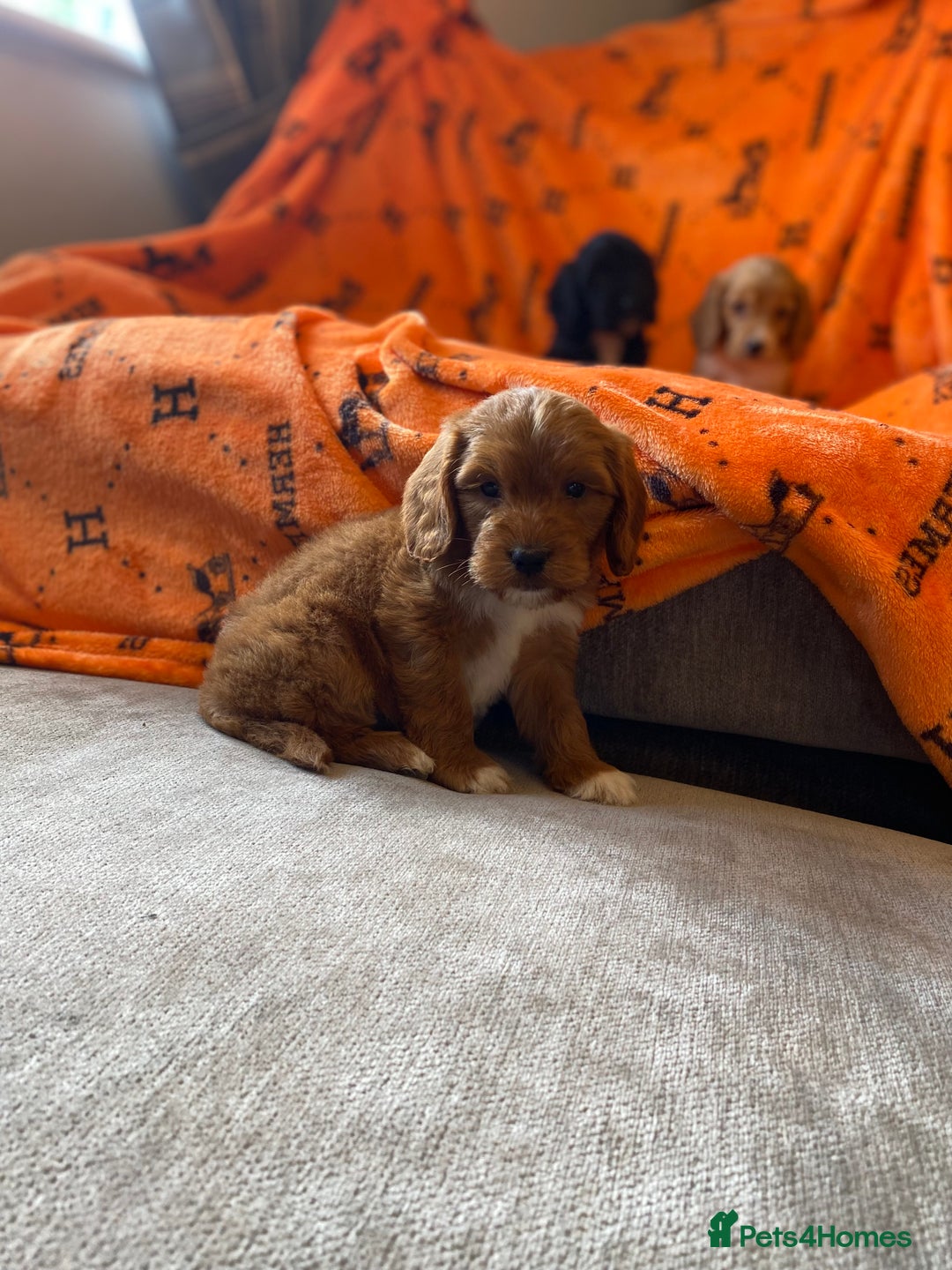 Cockapoo dogs for sale: Beautiful cockapoo - Image 15