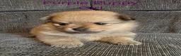 Pomeranian dogs for sale: 3 Beautiful pomeranian puppies for sale - Advert 15