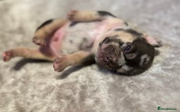 French Bulldog dogs for sale: MERLE FRENCH BULLDOG PUPPIES 🐾  - Image 9