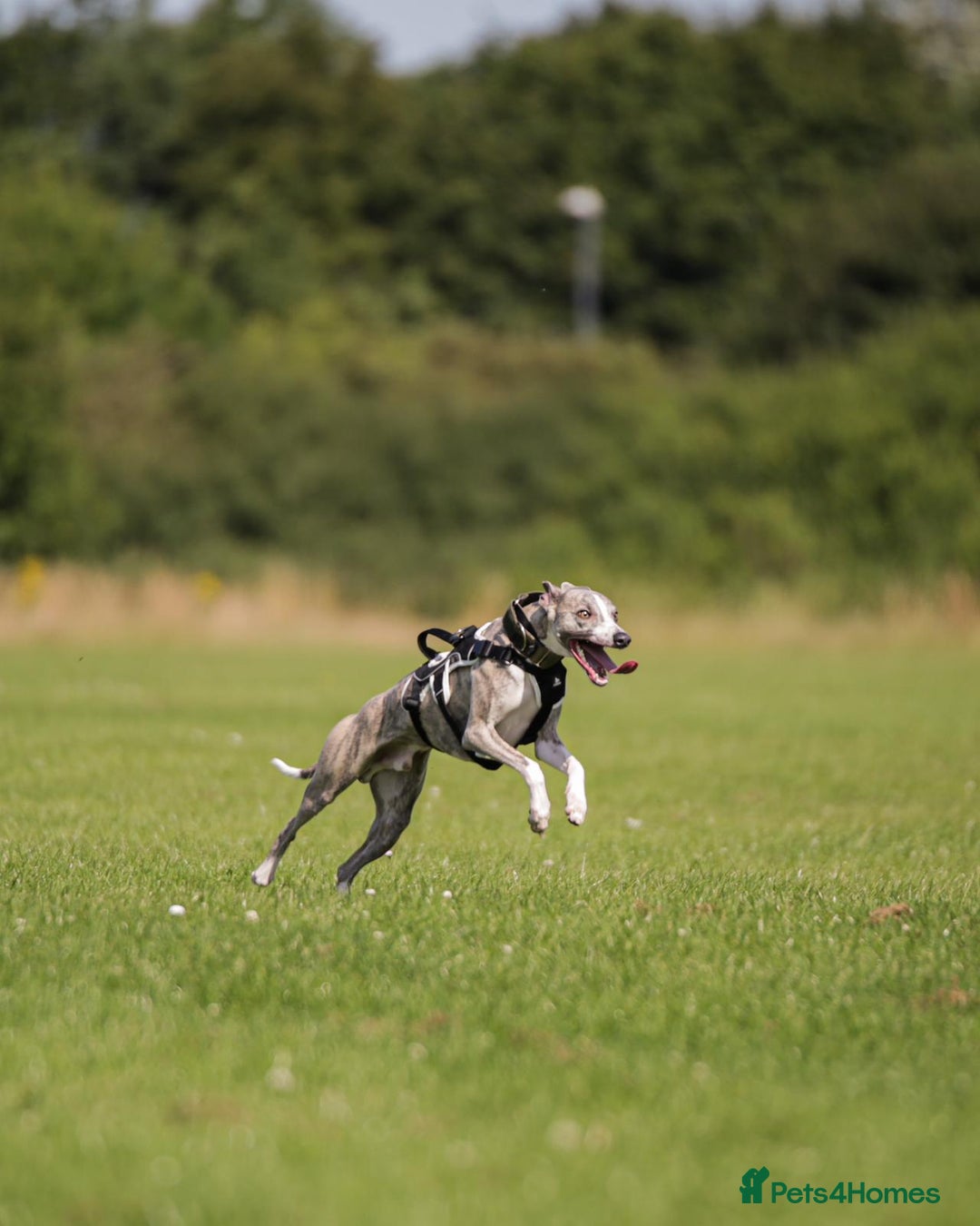 Whippet dogs for stud: KC register stunning boy available for stud in Derby - Image 5