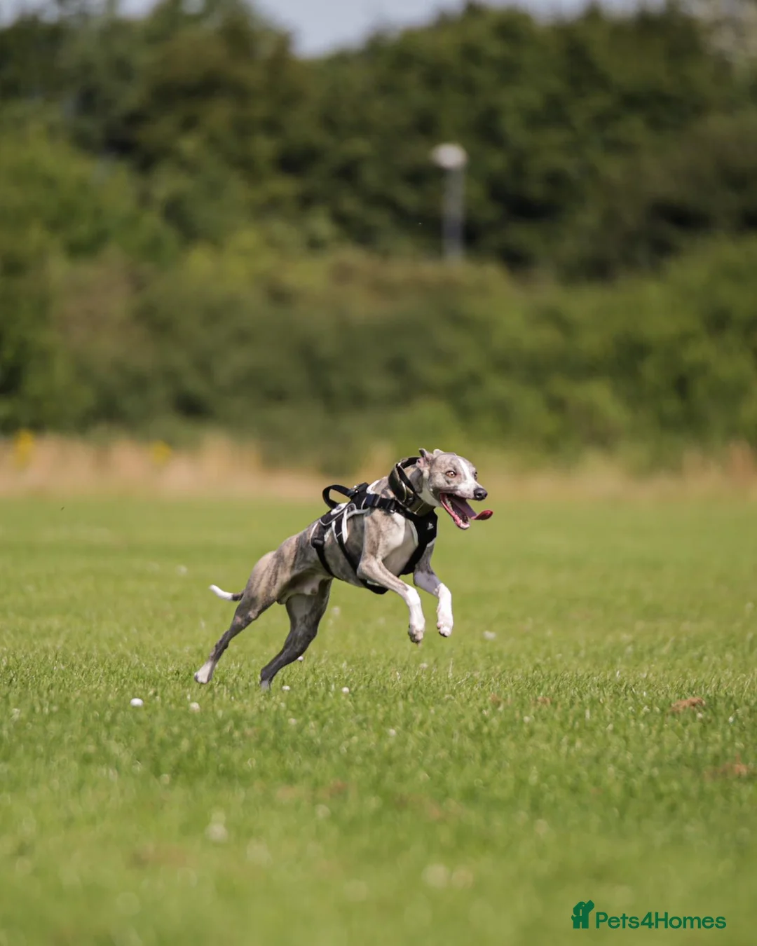 Whippet dogs for stud: KC register stunning boy available for stud in Derby - Advert 5