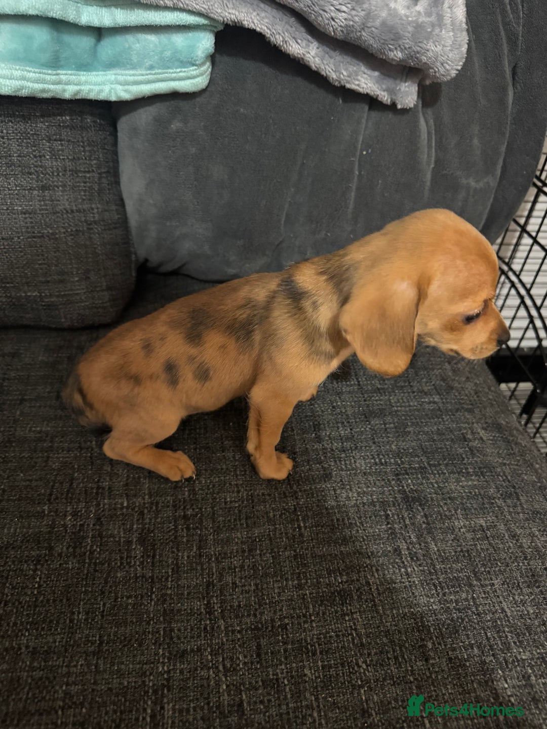 Dachshund dogs for sale: 5 beautiful dachshund 1 girl 4 boys - Advert 24