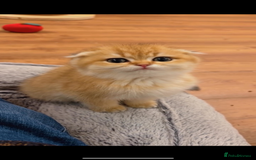 Scottish Fold cats for sale: Scottish fold golden kittens NY11 NY12 - Image 1