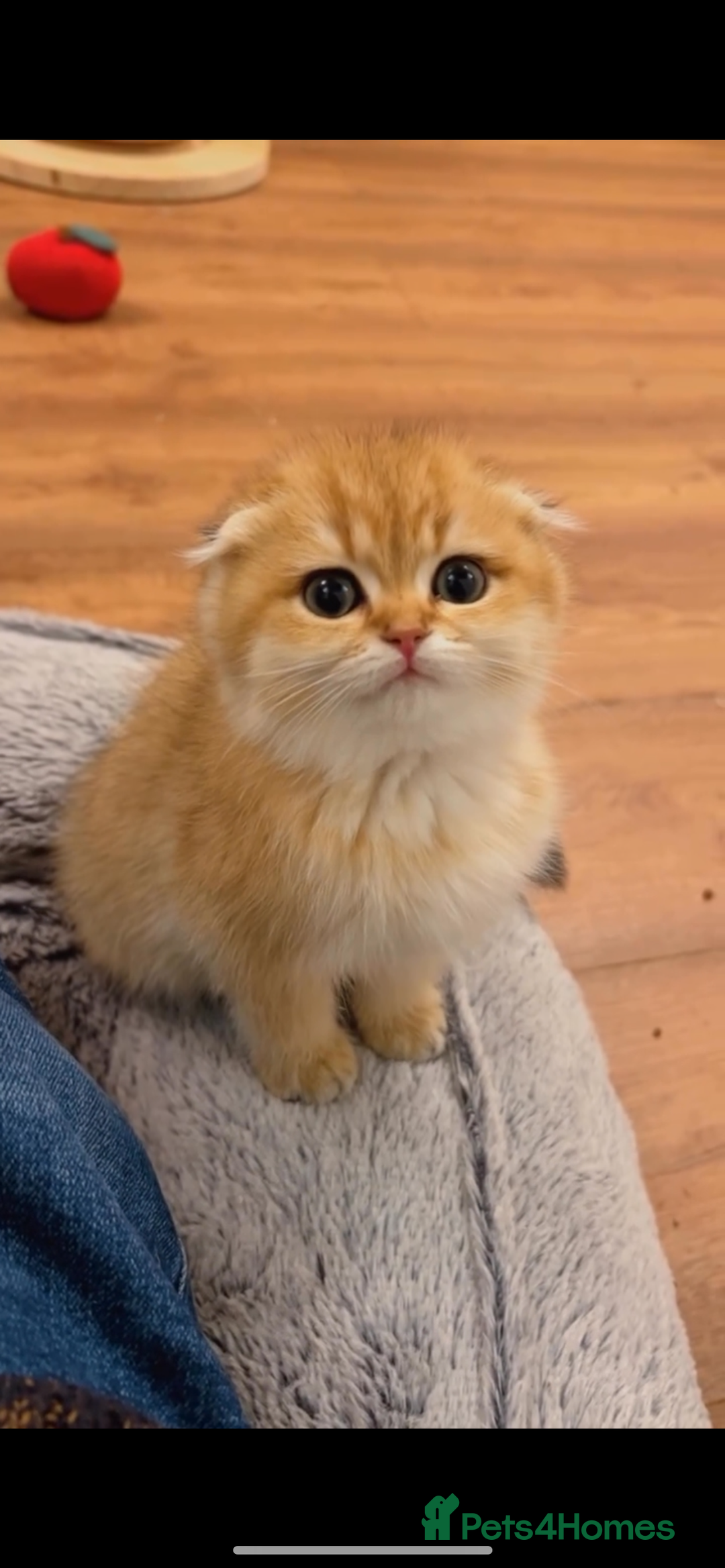 Scottish Fold cats for sale: Scottish fold golden kittens NY11 NY12 - Image 1
