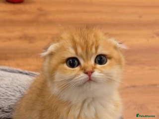 Scottish Fold cats for sale - Advert 1