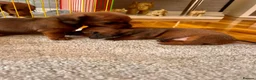 Miniature Dachshund dogs for sale: Miniature dachshund puppies  in Treharris - Advert 11